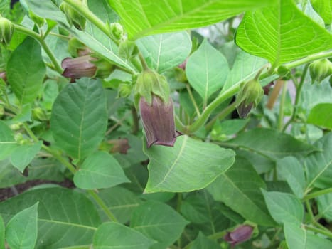Flowering Black Mad Cherry,Atropa belladonna