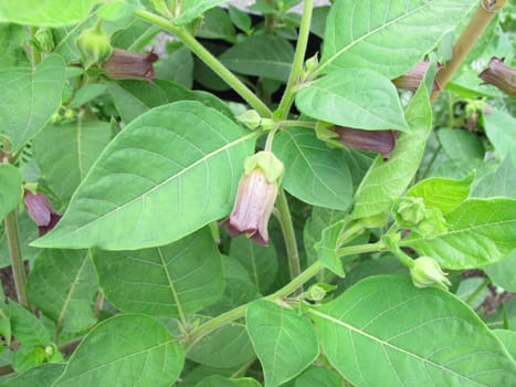 Flowering Black Mad Cherry,Atropa belladonna