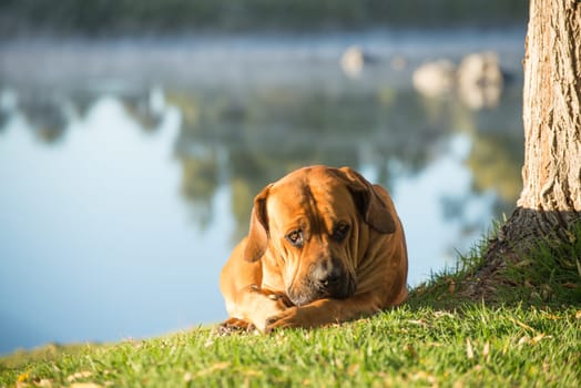 A young male boerboell dog lies under a Weeping Willow tree by the river.