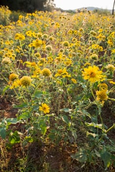 A garden of yellow wild flowers in the late afternoon sun.