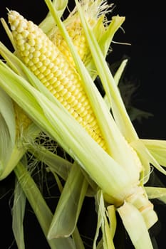 Fresh corn cob with widely peeled leaves on a black background as a close-up