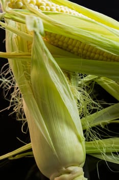 Fresh corn cob with widely peeled leaves on a black background as a close-up