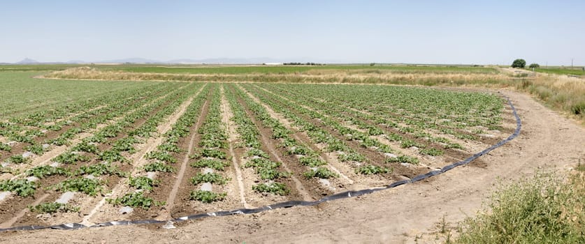 Young watermelon furrows growing at Vegas Altas del Guadiana, Spain. Panoramic shot