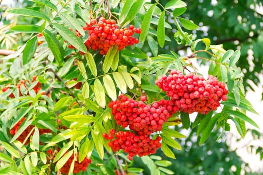 Photo of the red ripe rowanberry branch