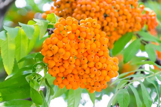 Photo of the yellow ripe rowanberry branch