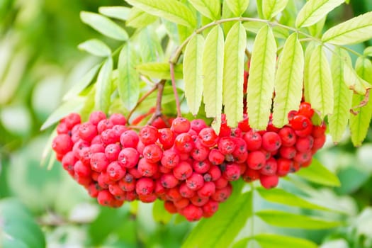 Photo of the red ripe rowanberry branch