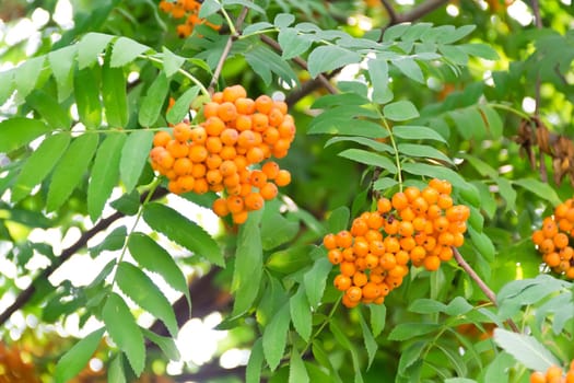 Photo of the yellow ripe rowanberry branch