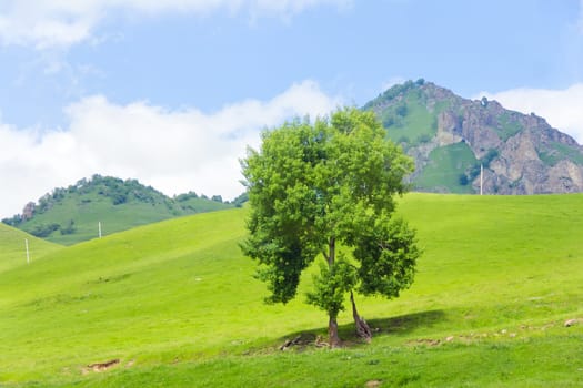 Summer mountain landscape with lonely green tree