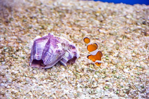 Photo of gray scalare on background of an amphora