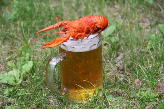 Red crawfish with beer on green grass