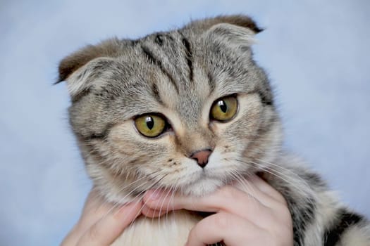 Image of cat's portrait with yellow eyes