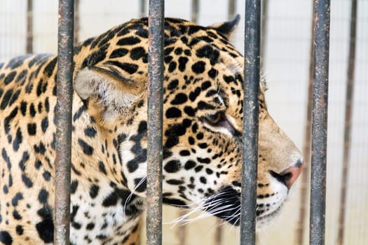 Photo of young leopard in cage at the zoo