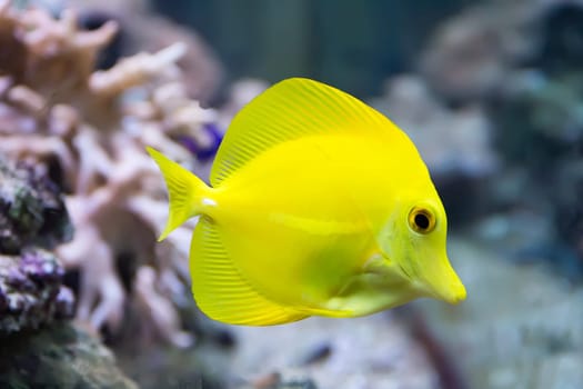 Image of zebrasoma yellow tang fish in aquarium