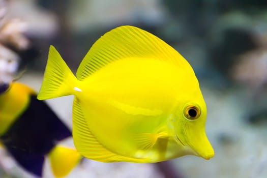 Image of zebrasoma yellow tang fish in aquarium