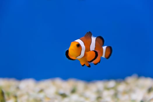 Image of clown fish in aquarium water