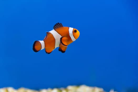 Image of clown fish in aquarium water
