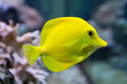 Image of zebrasoma yellow tang fish in aquarium