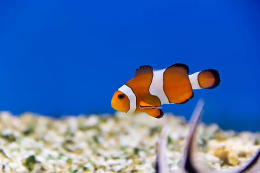 Image of clown fish in aquarium water