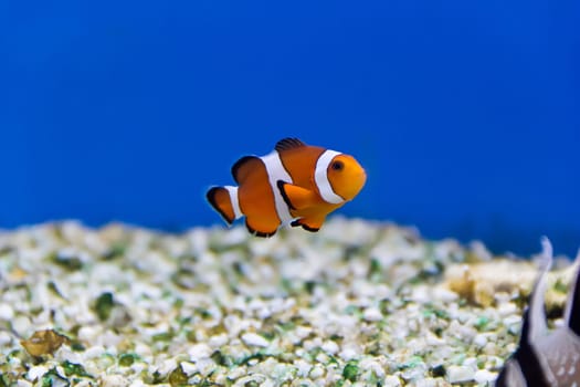 Image of clown fish in aquarium water