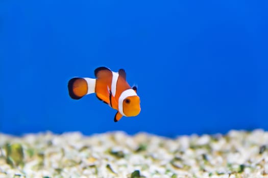 Image of clown fish in aquarium water