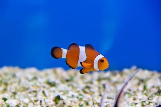Image of clown fish in aquarium water