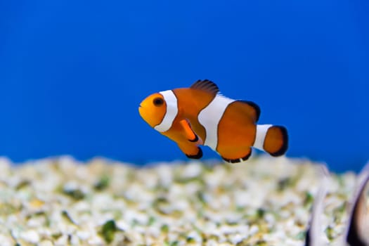 Image of clown fish in aquarium water