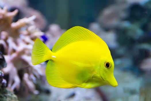Image of zebrasoma yellow tang fish in aquarium