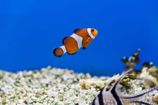 Image of clown fish in aquarium water