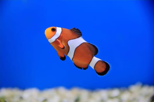 Image of clown fish in aquarium water
