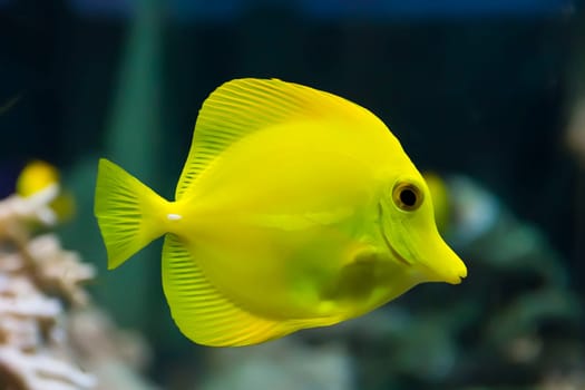 Image of zebrasoma yellow tang fish in aquarium