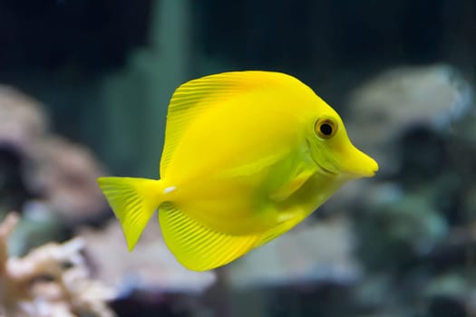 Image of zebrasoma yellow tang fish in aquarium