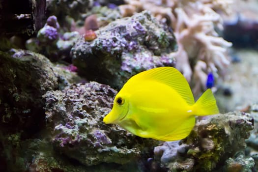 Image of zebrasoma yellow tang fish in aquarium