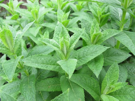 Water mint,Mentha aquatica