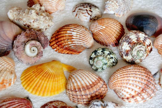 Image of seashells on the blue towel