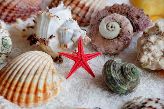 Image of seashells and starfish on white towel