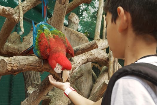 Young boy feeding parrot from the hand.