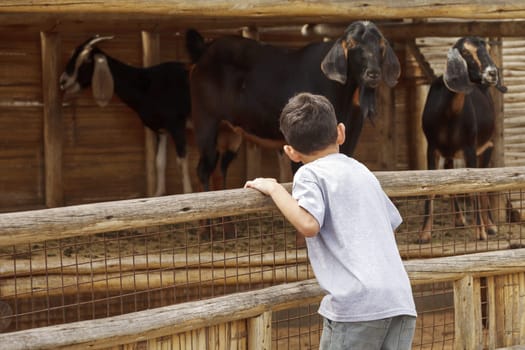 Small young boy looking at the goats over the fence.