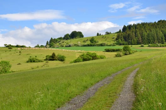Flock of sheep in Thuringia (Rhön)