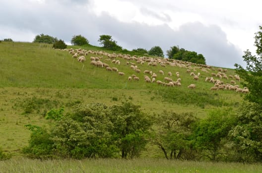 Flock of sheep in Thuringia (Rhön)
