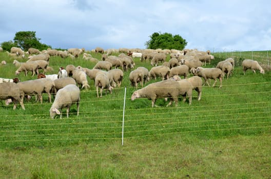 flock of sheep