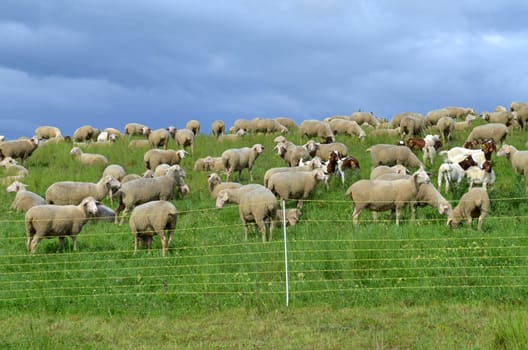 flock of sheep