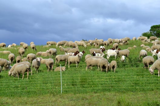 flock of sheep