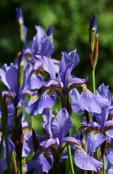 Blue lilies in a botanical garden