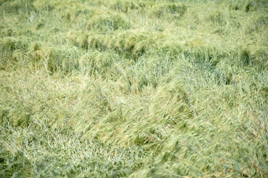 A fresh wheat field with an area of bent stalks.