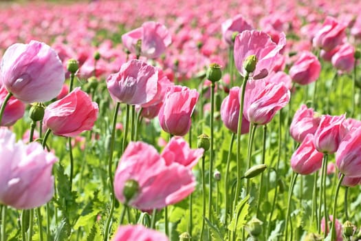 Opium poppy blossom (Papaver somniferum) in Germerode am Meißner