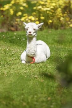 Baby llama laying down and taking the rest after feeding.
