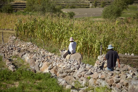 AREQUIPA, PERU - JUNE 17, 2012: Two Peruvian Men Working on a Corn Field in Arequipa Peru