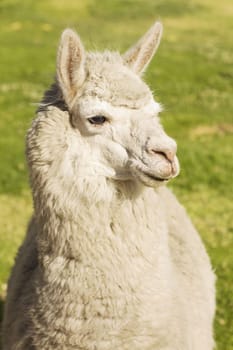 Close up of lama laying on the lawn, Arequipa, Peru.