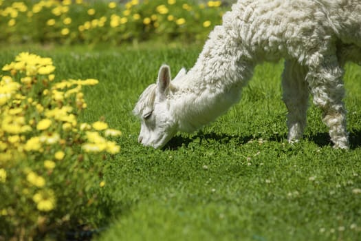 Baby lama feeding on grass surrounded with yellow flowers.