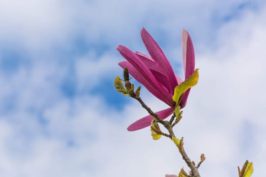 Spring Magnolia flower in front of a blue sky..
